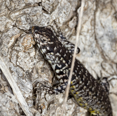 Liolaemus zapallarensis