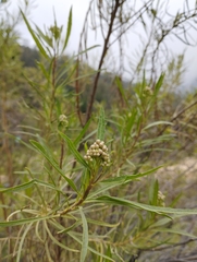 Baccharis salicifolia