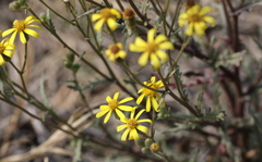 Osteospermum muricatum