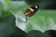 Mechanitis lysimnia nesaea