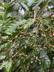 Clerodendrum cyrtophyllum