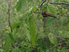 Corylus cornuta