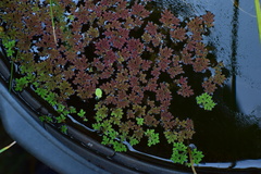 Azolla