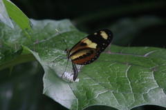 Mechanitis lysimnia nesaea