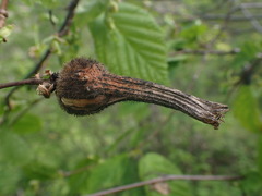 Corylus cornuta