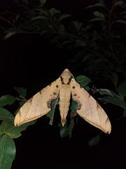 Protambulyx strigilis