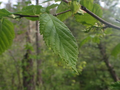 Corylus cornuta