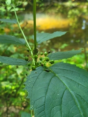 Scrophularia lanceolata