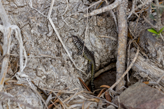 Liolaemus zapallarensis