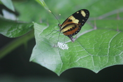 Mechanitis lysimnia nesaea