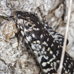 Liolaemus zapallarensis