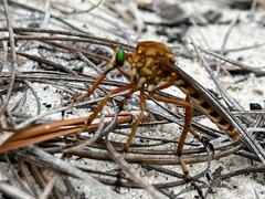 Diogmites crudelis