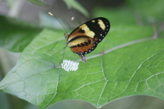 Mechanitis lysimnia nesaea