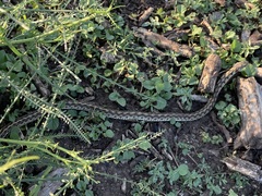 Thamnophis marcianus