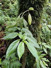 Columnea