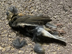 Turdus hortulorum