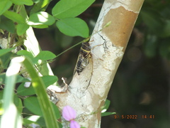 Diceroprocta viridifascia