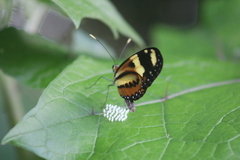 Mechanitis lysimnia nesaea