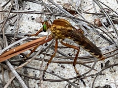 Diogmites crudelis