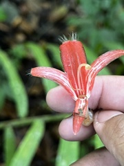 Columnea