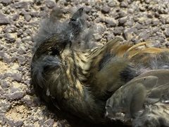 Turdus hortulorum