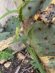 Passiflora tenuiloba
