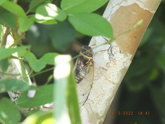 Diceroprocta viridifascia