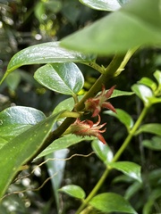 Columnea