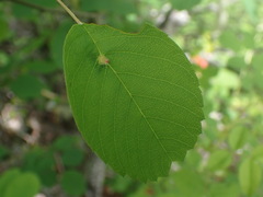 Blaesodiplosis