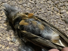 Turdus hortulorum