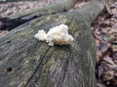 Hericium americanum
