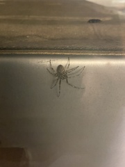 Araneidae