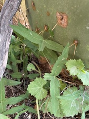 Passiflora tenuiloba