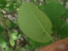 Blaesodiplosis