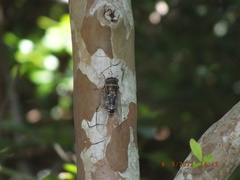 Diceroprocta viridifascia