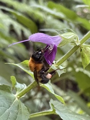 Bombus diversus