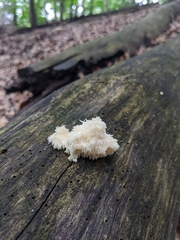 Hericium americanum