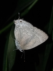 Ostrinotes keila