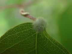 Blaesodiplosis