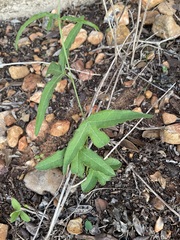Passiflora tenuiloba
