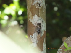 Diceroprocta viridifascia