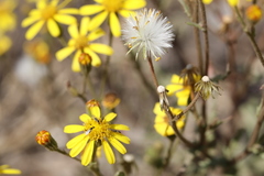 Osteospermum muricatum
