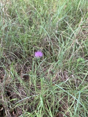 Liatris cymosa