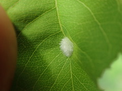 Blaesodiplosis