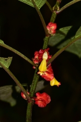 Drymonia teuscheri