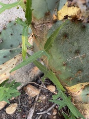 Passiflora tenuiloba