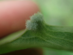 Blaesodiplosis