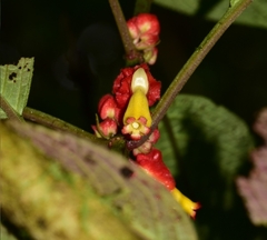 Drymonia teuscheri