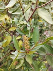 Colliguaja odorifera