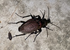 Carabus smaragdinus